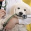 bordetella vaccine for dogs cost