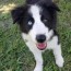 border collie puppy for sale adoption