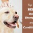 10 best dog shampoo and conditioners