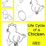 chicken life cycle free printable