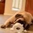 puppy teething 101 top 10 tips for