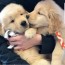 golden retriever puppies for rehoming