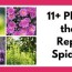 11 plants that repel spiders plus a