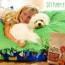 diy puppy pillow natural dog food