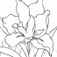 iris coloring pages coloring cool