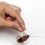 how to make a homemade roach killer