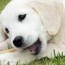 puppy teething guide tips timeline