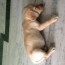 my labrador now 44 days old his weight