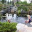 natural swimming pools with pond