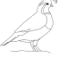 california quail animals coloring pages