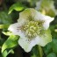 care for a helleborus or christmas rose