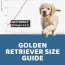 golden retriever size guide how big