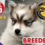 pomsky puppies for sale in or