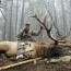 hunt elk in colorado tons of options