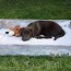 19 adorable diy dog beds how to make