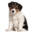 1 border collie puppies for sale in