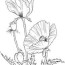poppy flower coloring pages download