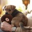 puppy teething guide what to expect
