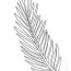palm sunday coloring page palm branch