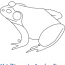 how to draw an american bullfrog
