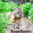 best cat repellent plants and natural
