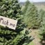 12 types of christmas trees to know
