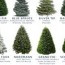 tlc christmas tree resource guide tlc