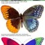 diy rainbow shadow butterfly wings