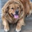 adopt a pet com blog golden retriever
