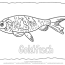 free rainbow trout pictures color