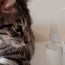 diy cat repellent spray