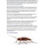 diy roach killer products by pest