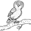 barn owl coloring page