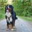 14 best bernese mountain dog rescues