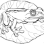 frog life cycle coloring page