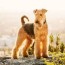 airedale terrier puppies for sale