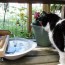 diy cat fountain welcome to buy whathifi in