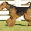airedale terrier puppies and dogs for