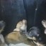 teacup chihuahua puppies 7wks old for