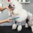 why poodles get shaved is shaving