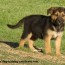 german shepherd puppy training guide