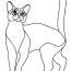 abyssinian cat coloring page online