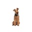 airedale terrier puppies petland