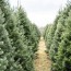 christmas tree shopping could be