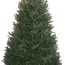 5 6 ft fraser fir real christmas tree