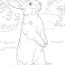 realistic rabbit coloring page free