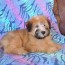wheaten terrier for sale california