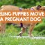 feel puppies move in a pregnant dog
