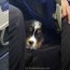 travel luck puppies on a plane lili