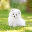 10 teacup dog breeds for tiny canine lovers